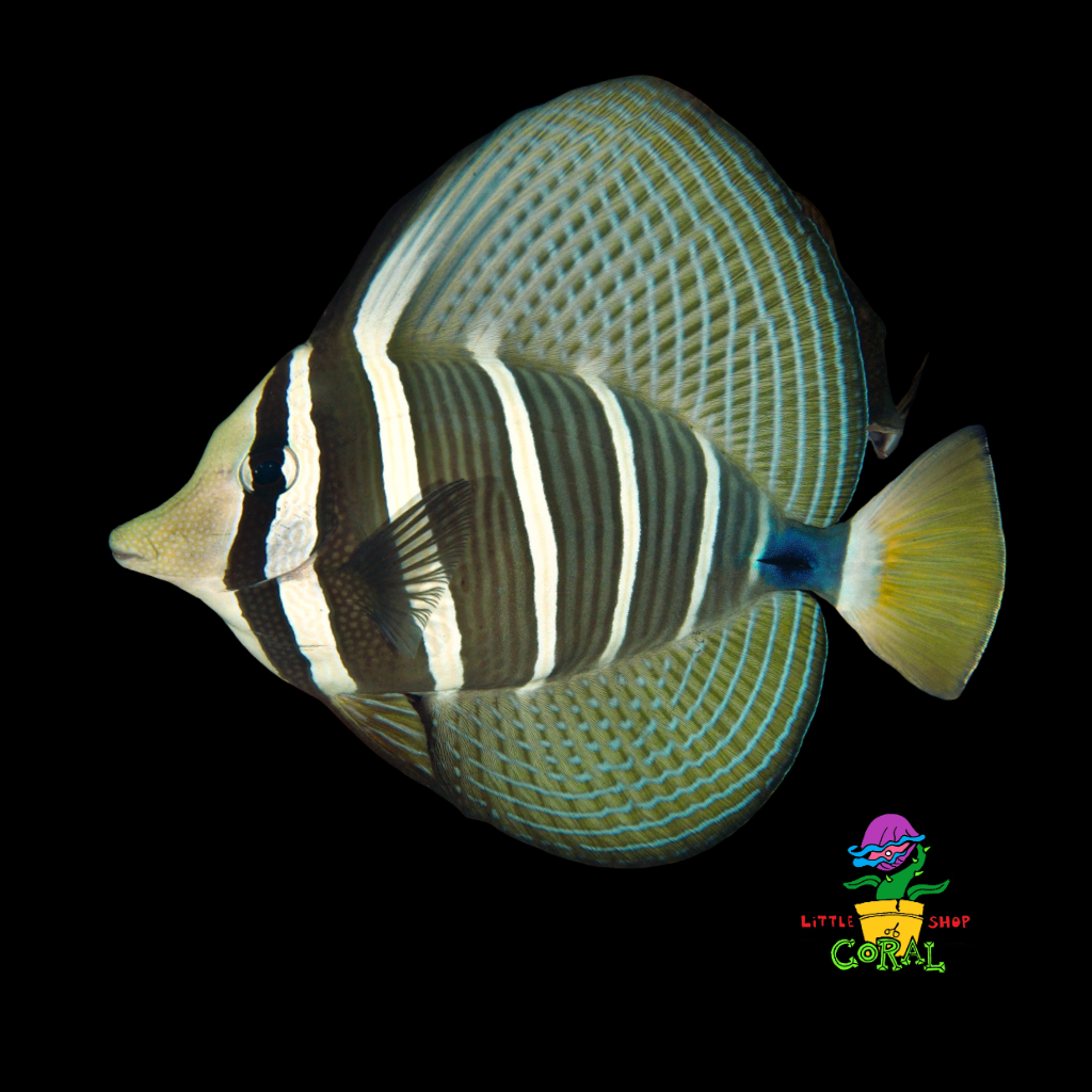 Sailfin Tang (Zebrasoma velifer)
