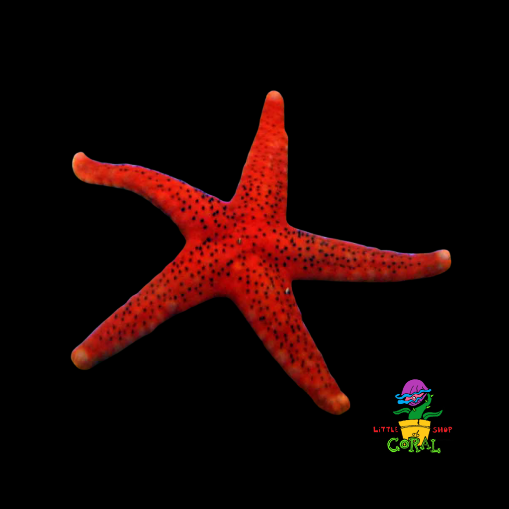 Red Fromia Starfish (Fromia Elegans)