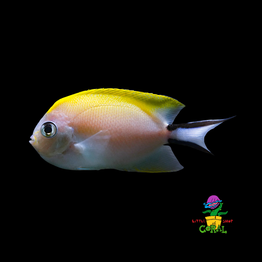 Zebra Japanese Swallowtail Angelfish (Genicanthus melanospilos)