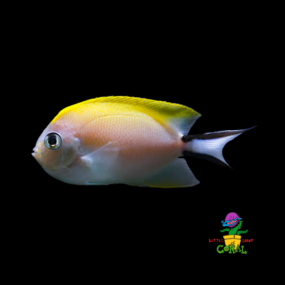 Zebra Japanese Swallowtail Angelfish (Genicanthus melanospilos)