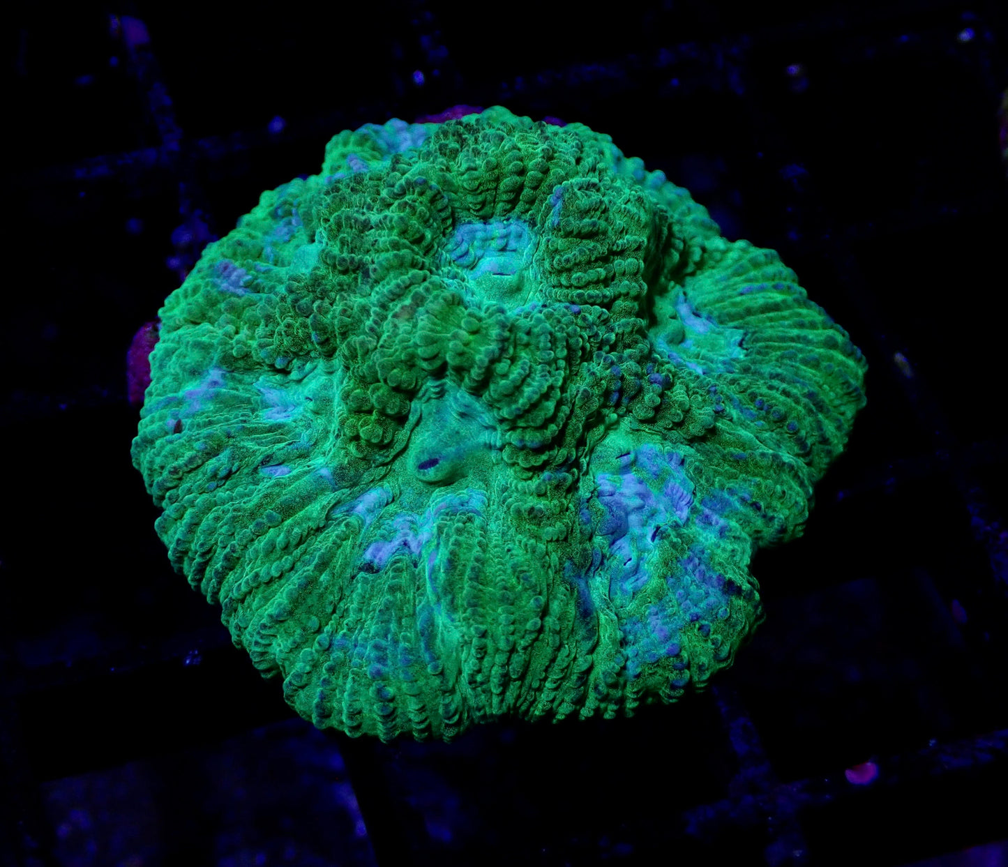 Favia Moon Coral WYSIWYG