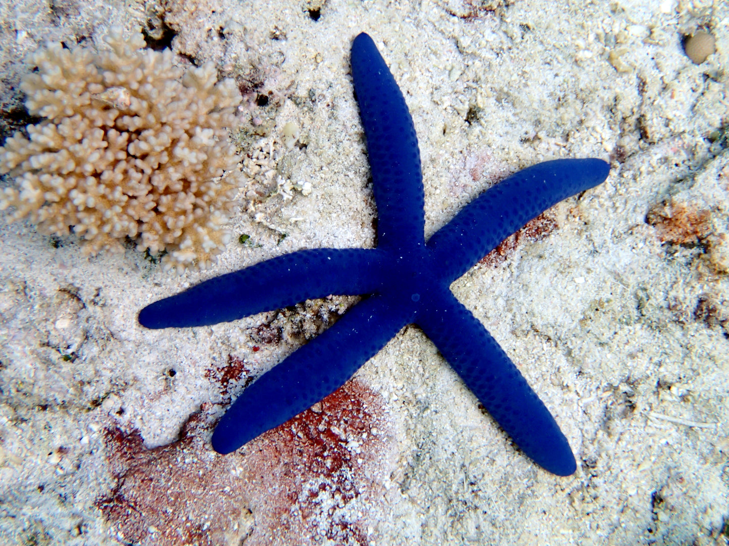 Blue Linckia Starfish (Linckia sp.)