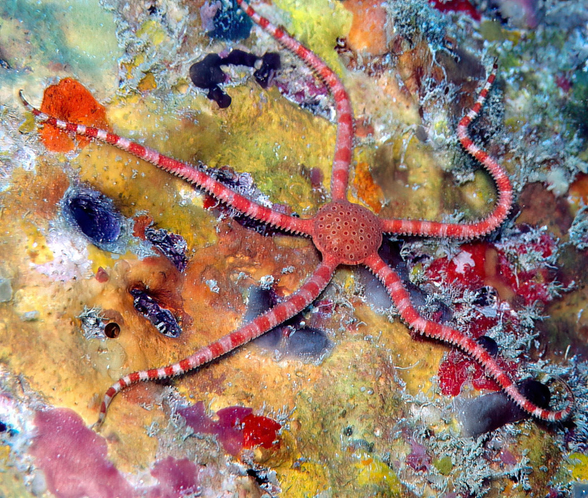 Orange Banded Starfish (Ophiomyxa australis)