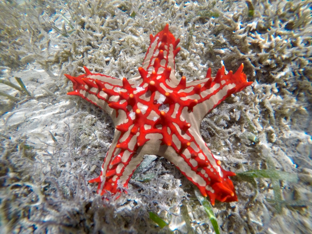 Red Knob Starfish (Protoreaster linckii)