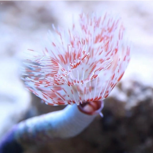 Feather Duster Worm (Protula sp.)