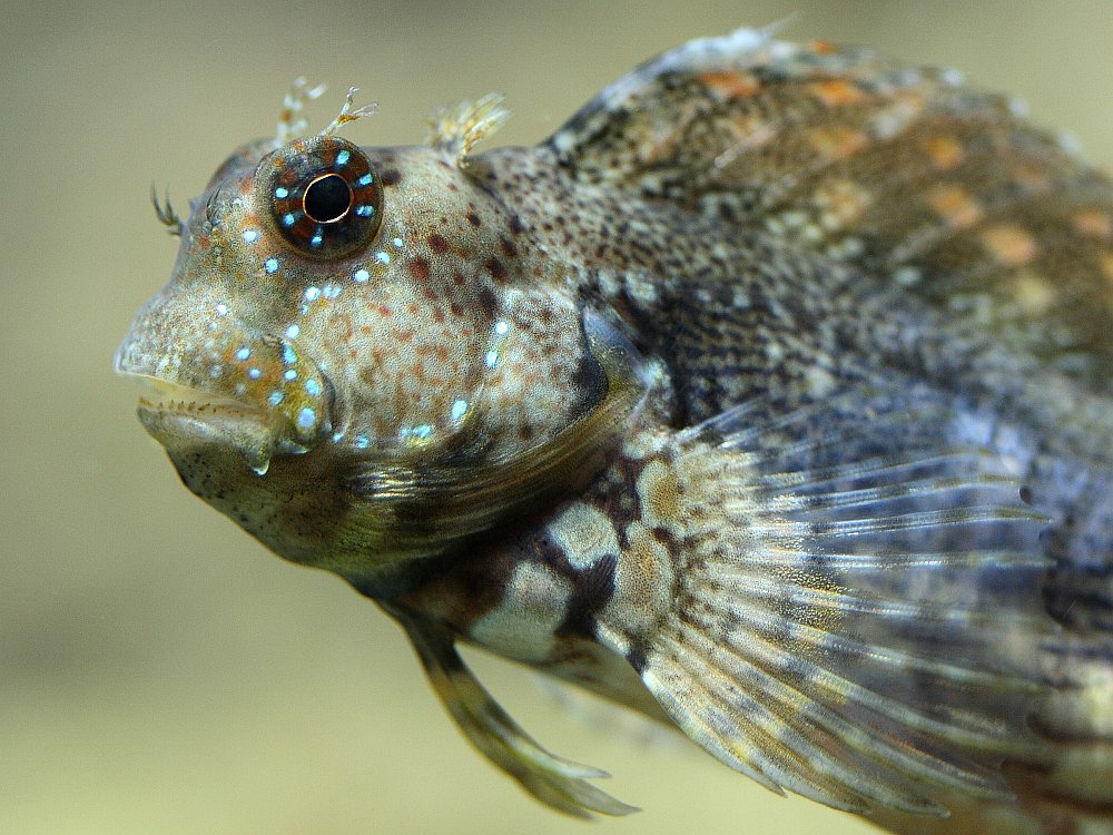 Lawnmower Blenny (Salaries fasciatus)