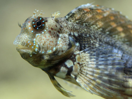 Lawnmower Blenny (Salaries fasciatus)