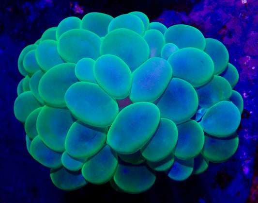 Green Bubble Coral WYSIWYG